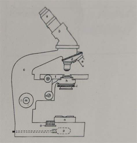 Mikroskop Diagram | Quizlet