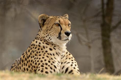 Cheetah Predator Animal Wallpaper,HD Animals Wallpapers,4k Wallpapers,Images,Backgrounds,Photos ...