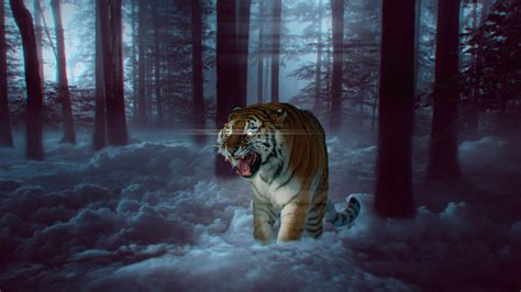 4k Tiger Wallpapers - Wallpaper Cave