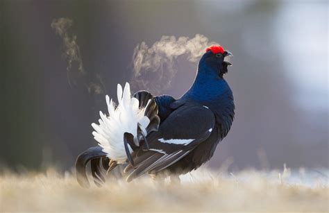 How I got the shot....Black Grouse - All Things Wildlife.co.uk