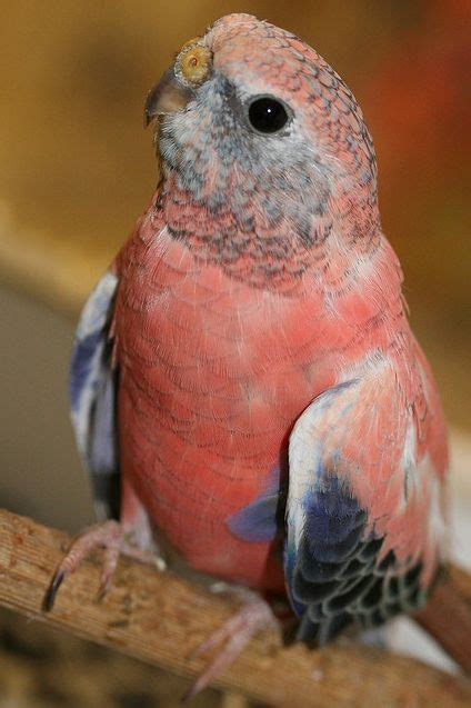 birds of a feather | Pretty birds, Exotic birds, Parrot