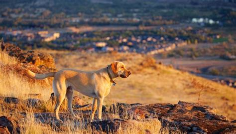 Idaho Pet Stores, Dog Parks, Grooming, And More