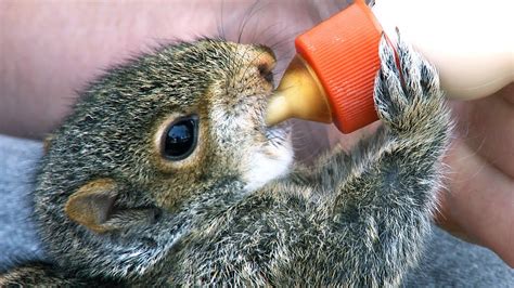 Squirrel Baby Feeding 02, Time Lapse Speed x2 - YouTube