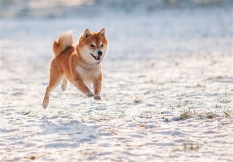 Shiba Inu Pomeranian Mix Puppies