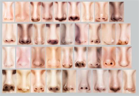 Climate Had a Hand in Shaping Human Nose | Nose shapes, Different nose shapes, Nose types