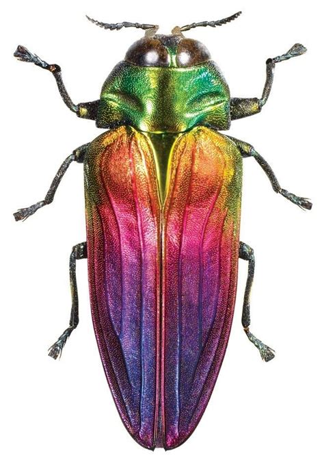 Bright Colors Fan Art: AOL Art | Beautiful bugs, Beetle insect, Bugs ...