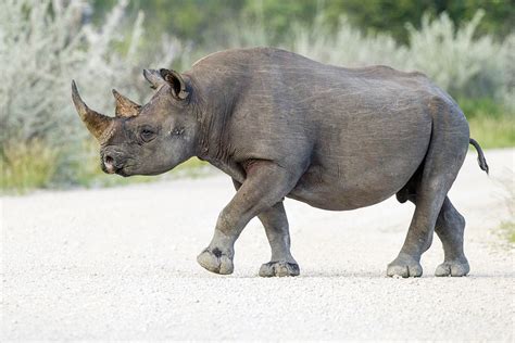 Black rhinoceros - Wikipedia