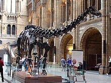 Natural History Museum, London - Wikipedia