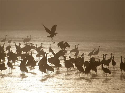 The Sandhill Cranes in Nebraska Are so Much Cooler Than You’d Think