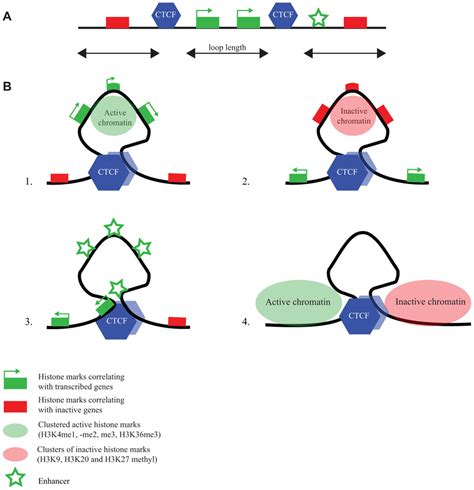 Frontiers | Chromatin loops, gene positioning, and gene expression | Genetics