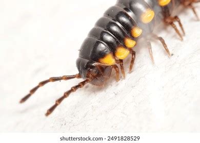 90 Millipede Anatomy Images, Stock Photos, and Vectors | Shutterstock