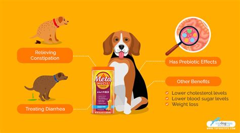 How Much Metamucil Should You Give Your Dog For Optimal Health?