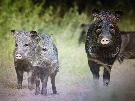 PATI AND LEROY'S TRAVELS: KING RANCH - Cattle, History and Wildlife