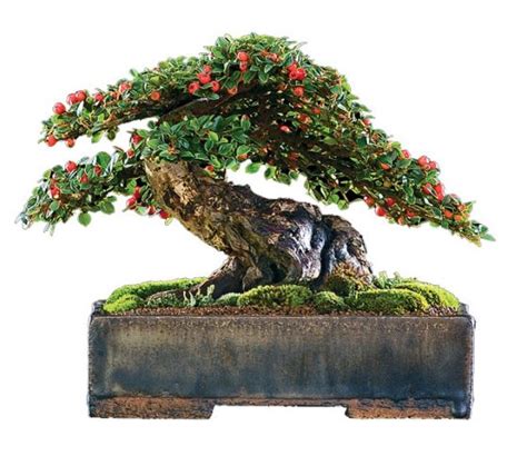 Cotoneaster – Bonsai Today