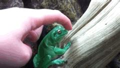 Green Tree Frog Pets GIF - Find & Share on GIPHY