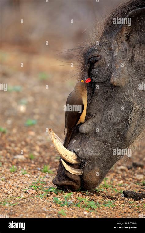 Red Billed Oxpecker, at warthog, Symbiosis, Kruger Nationalpark, South ...