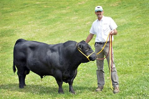 Launching Lowline cattle to British farmers - Eve Communications