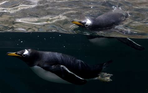 African Penguin Refugees: Tenfold Decrease in Optimal Nesting Habitat ...