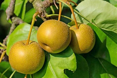 How to Grow and Care for Asian Pear Trees | Gardener's Path