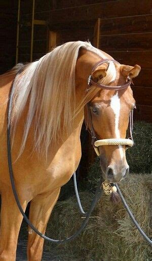 Sweet chestnut Arabian with a lovely flaxen mane. | Palomino horse ...