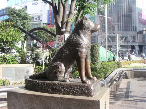 Hachiko Wallpapers - Wallpaper Cave