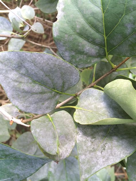 Landscape: Powdery Mildew | Center for Agriculture, Food, and the ...