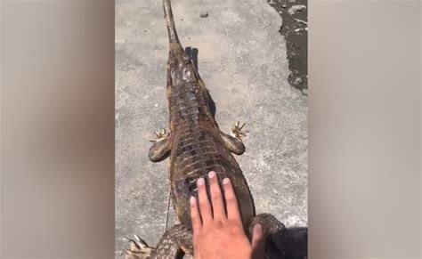 Alligator Attack Man Viral Video: Shocking Video Of Man Teases Crocodile Viral On Social Media ...