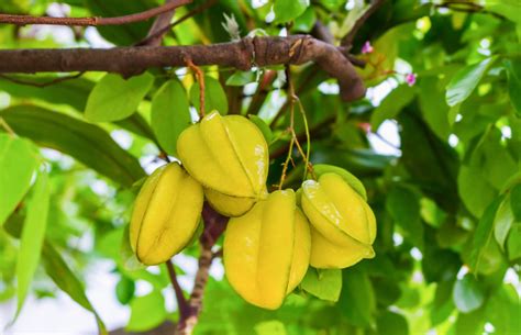 Buy Thai Sweet Star Fruit Plant » GETSVIEW MARKET