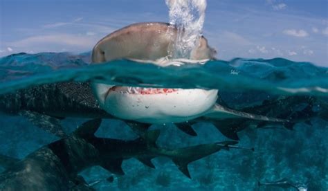 5 Potentially life Saving Tips When Scuba Diving With Sharks | RUSHKULT