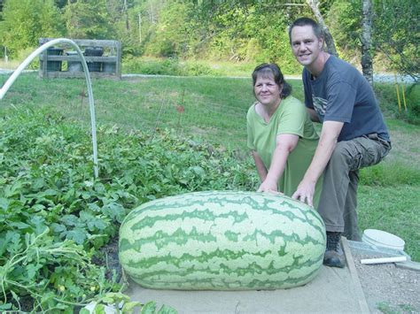 2010 World Record 291 Kent | Giant Watermelon Growers Club – Growin ...