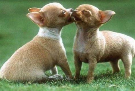 Funny Cute Animals Kissing Latest Pictures | Funny And Cute Animals