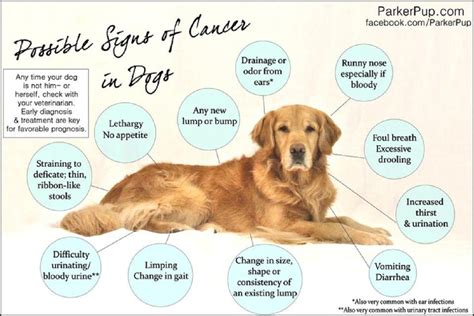 Dog Cancer Symptoms You Should Be Aware Of - Doglopedix