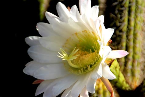 White Cactus Flower | Cactus flowers, Cactus