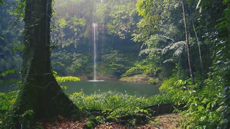 Relaxing summer rain in the jungle with soothing music | Screensaver video - YouTube