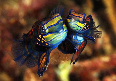 Facts About "Fantastic Mandarin Fish" - Two Fish Divers