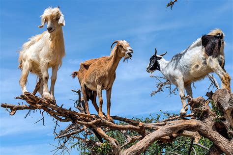 Watch These Bizarre Tree-Climbing Goats in Action | Goats, Animals, Climbing