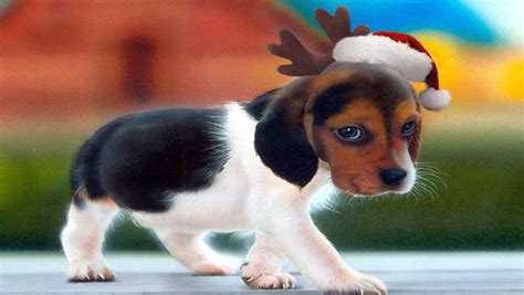 Christmas Puppy - Free Download Christmas Dog HD Wallpapers for iPhone ...