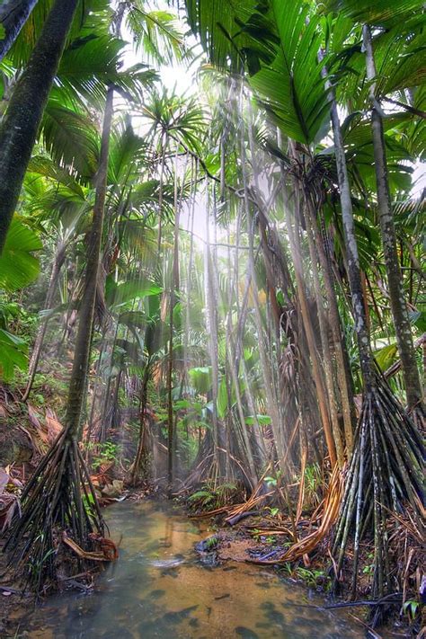 Vallée de Mai Nature Reserve, Praslin Island, Seychelles ~ UNESCO World Heritage Site ~ natural ...