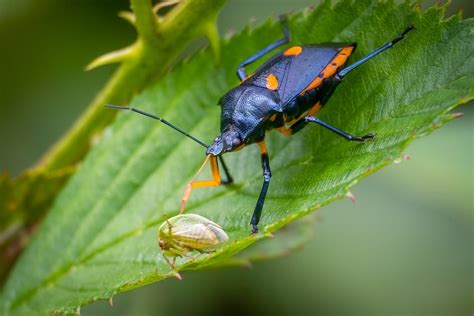 Types of Stink Bugs: Field Guide (Names & Photos) - Outforia (2022)