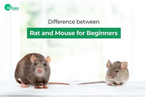 Rat vs Mouse: Guide to Know What is the Difference between Them