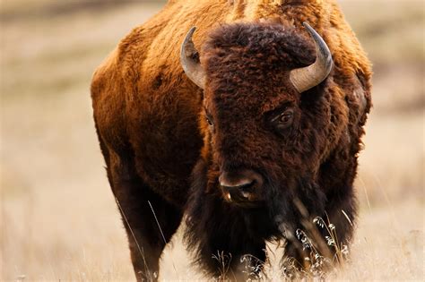 bison Wallpapers HD / Desktop and Mobile Backgrounds