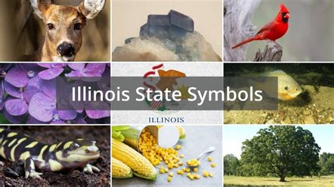 What are the Illinois State Symbols? - Foreign USA