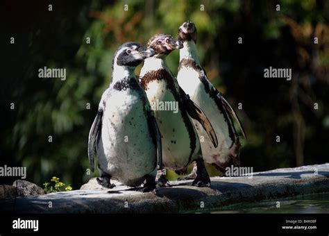 Dudley zoo penguins hi-res stock photography and images - Alamy