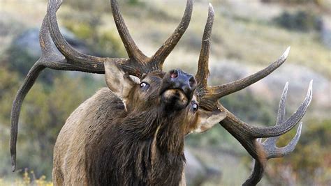 Bugling elk reason to visit Rocky Mountain National Park