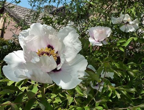 PlantFiles Pictures: Paeonia Species, Rock's Peony, Tree Peony (Paeonia rockii) by growin