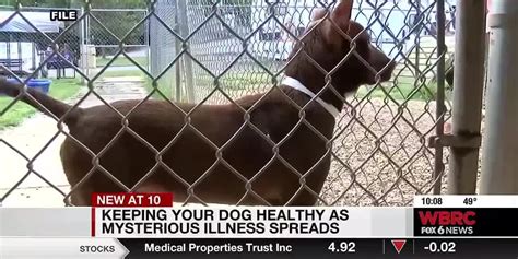 Keeping your dog healthy as mysterious illness spreads - WBRC : r ...