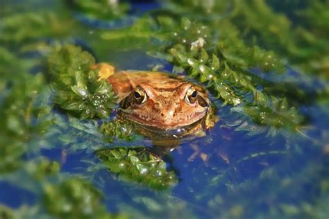 Wetlands: Learn How to Protect These Important Natural Habitats