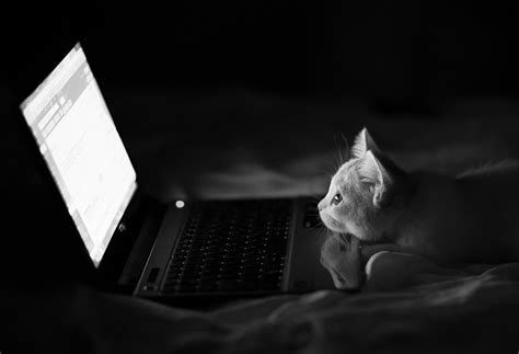 Cat Laptop Wallpaper HD