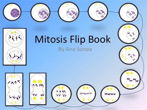 Mitosis Flip Book