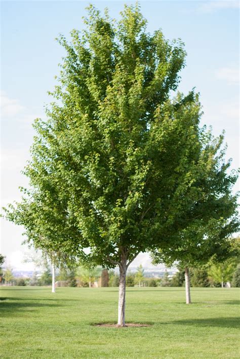 What we love about the Redpointe® Maple | Garden Gate Nursery